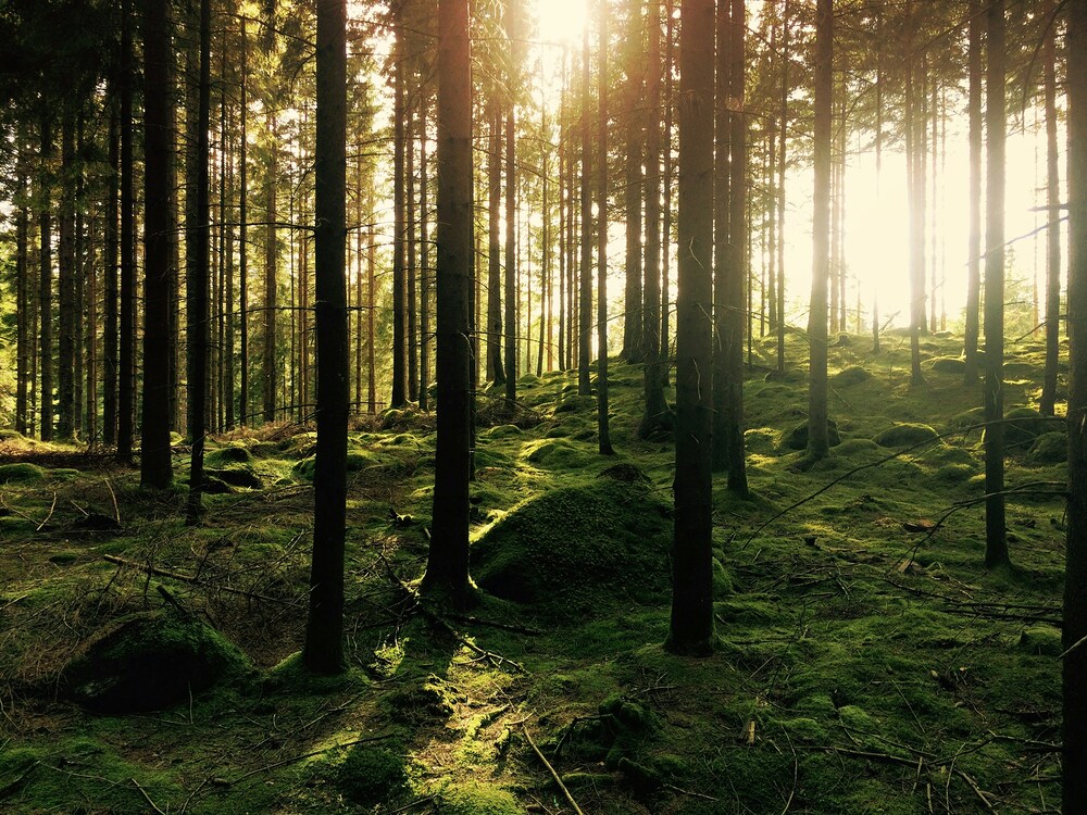 Wald / Foto von Gustav Gullstrand auf Unsplash Wald