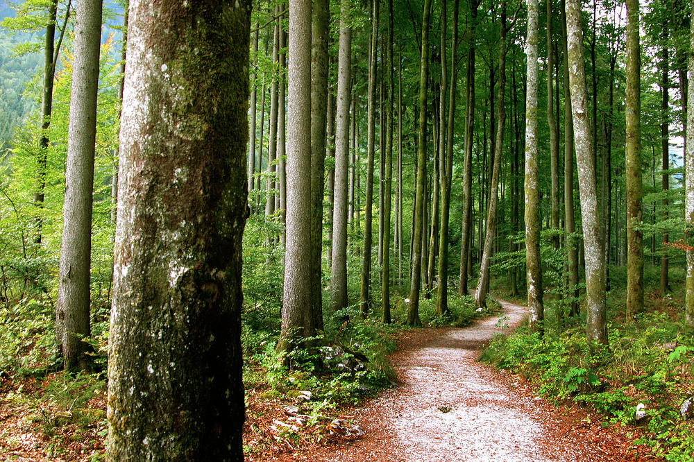 Wald / bilderbox.com WaldCopyright (2002) by BilderBox.com; Erwin Wodicka, A-4062 Breitbrunn. Tel.: 0043 676 5103 678. Veroeffentlichung nur nach unseren AGBs: www.bilderbox.com/agb.html. Bild honorarpflichtig! Konto DEU: Spk.Passau, BLZ 74050000, Kto.240812081; Kto.