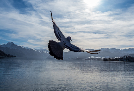 Österreich, Gmunden, Traunsee. Taube fliegt über den See. Grenzenlose Freiheit