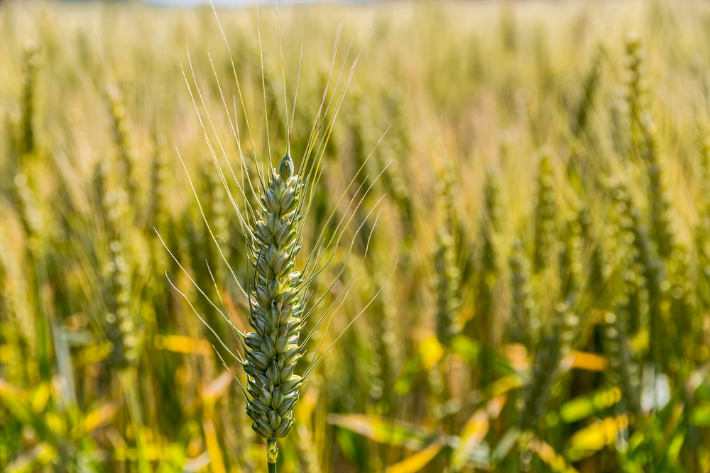 Ein Getreidefeld mit Gerste wartet auf die Ernte. Symbolfoto für Landwirtschaft und gesunde Ernährung.