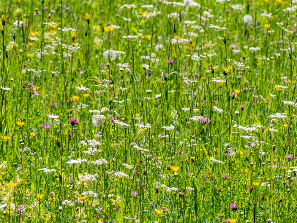 Sommerwiese mit Blumen in Weissensee, Kärnten, Österreich