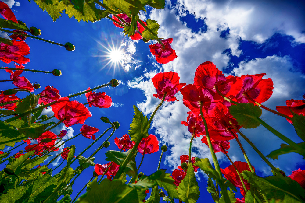 Ein Feld voller Blüten von rotem Mohn erfreut das Auge.