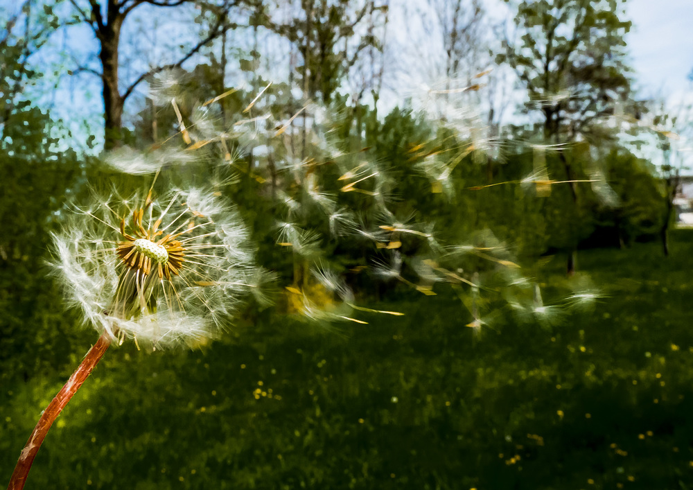 Samen von Löwenzahn werden weggeblasen / Wodicka - wodicka@aon.at Samen von Löwenzahn werden weg gepustet