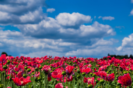 Österreich, Niederösterreich, in der Nähe von Armschlag. Ein Feld mit blühendem,  roten Mohn erfreut das Auge.
