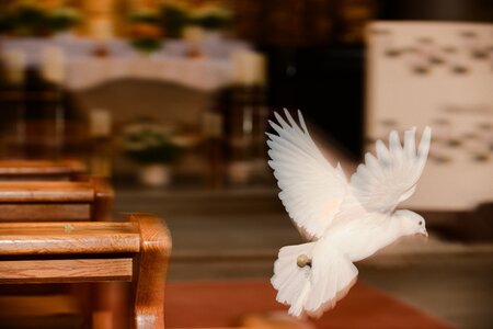 Pfarrer Michael Gnan, Priester an der Kirche von Grainet, musiziert mit fliegenden Tauben.Bild: Eine Taube fliegt durch eine Kirche. Die Taube ist Symbol für Heiliger Geist, Friedenstaube, Friede. SPfarrer Michael Gnan, Priester an der Kirche von Gra
