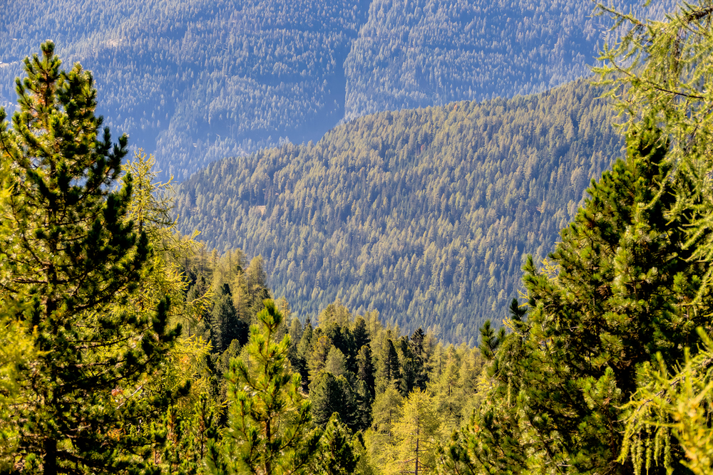 Blick über Nadelwälder, Symbol für Natur, Wachstum, Kohlenstoffspeicher