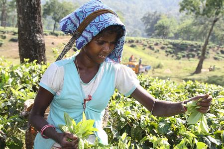 Mädchen auf indischer Teeplantage