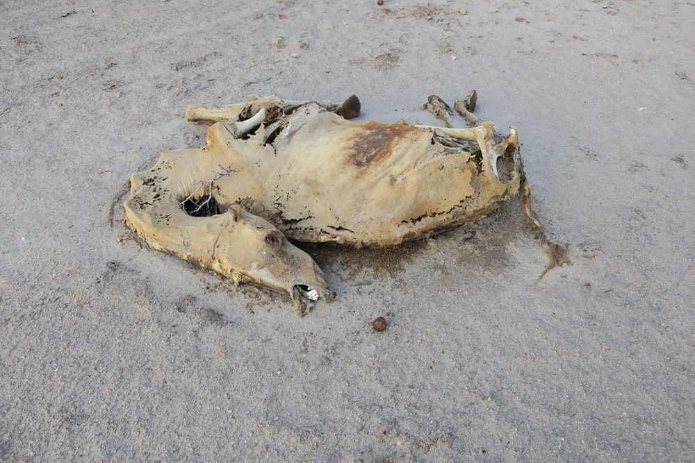 Dürrekatastrophe in Afrika / Stefan Hauser