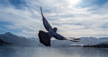Österreich, Gmunden, Traunsee. Taube fliegt über den See. Grenzenlose Freiheit