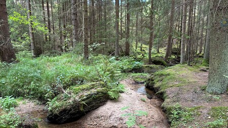 Wald