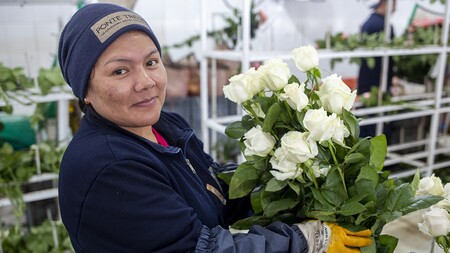 Fairtrade-Rosen