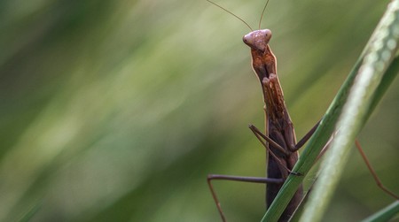 Kirchliche Fachstelle: Verlust der Arten ist 'leise Katastrophe'