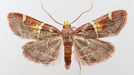 Papst-Leo-Schmetterling