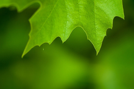 Kirche & Umweltschutz: für die Einen ein Reizthema, für Andere bittere Notwendigkeit. Ein Zwischenruf zur 'Schöpfungszeit' von Hemma Opis-Pieber